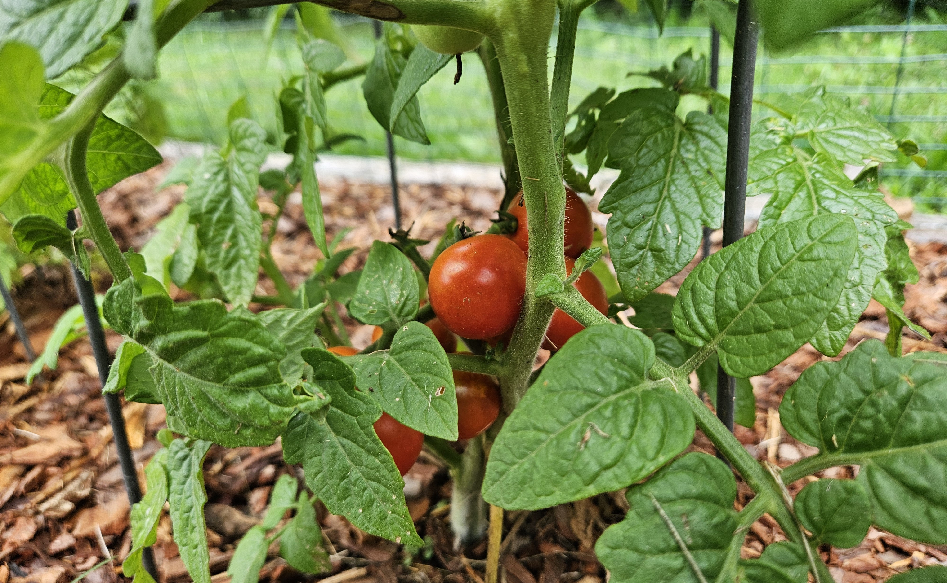 First Tomatoes – The Victory Garden